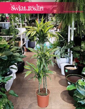 Dracena Lemon Lime 3 pnie do biura do domu do firmy sklep internetowy online, Dracaena Lemon Lime 3 pnie
