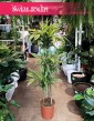 Dracena Lemon Lime 3 pnie do biura do domu do firmy sklep internetowy online, Dracaena Lemon Lime 3 pnie