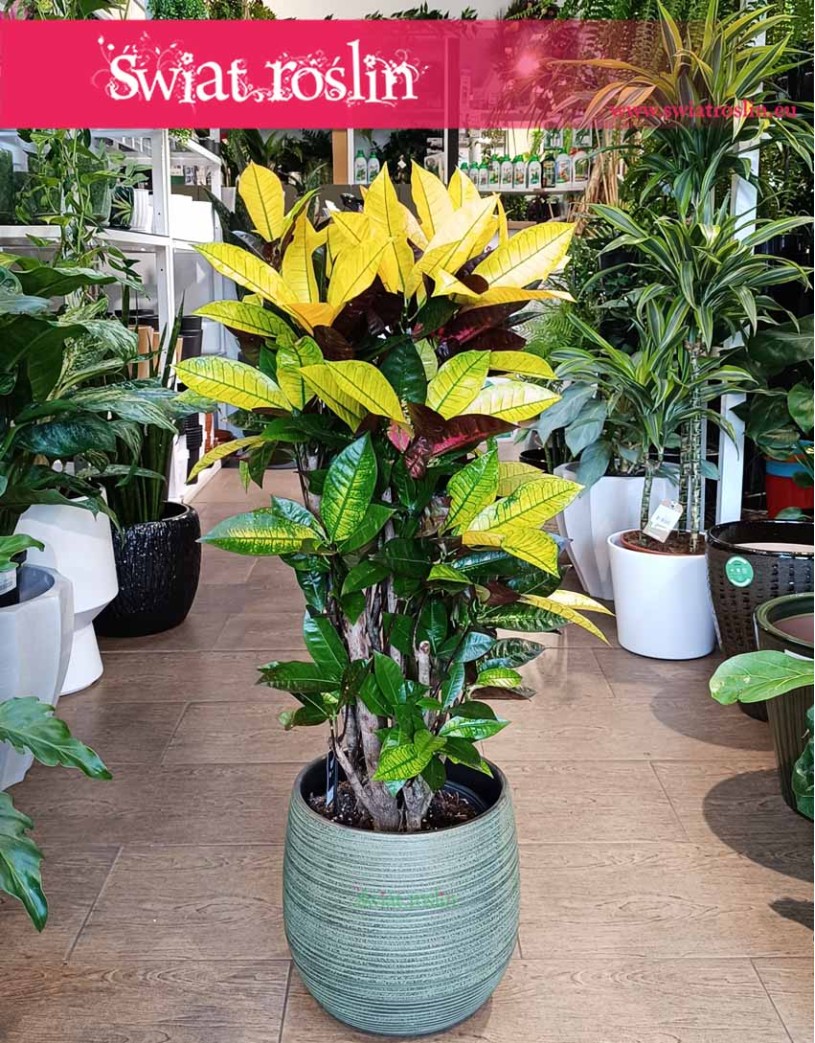 Kroton Iceton, Trójskrzyn, Codiaeum, Kroton Mrs. Iceton