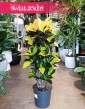 wspaniała kolorowa roślina Kroton Iceton, Trójskrzyn, Codiaeum, Duży Kroton Mrs. Iceton