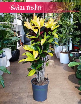 Kroton Iceton, Trójskrzyn, Codiaeum, Duży Kroton Mrs. Iceton z wysyłka online ze sklepu