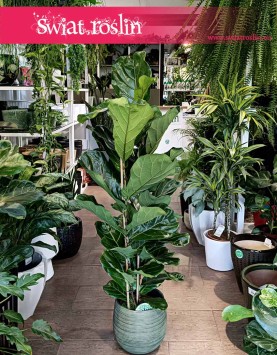 Fikus Lyrata, figowiec lirolistny, fikus dębolistny, Ficus Lyrata kup rośliny doniczkowe online sklep internetowy