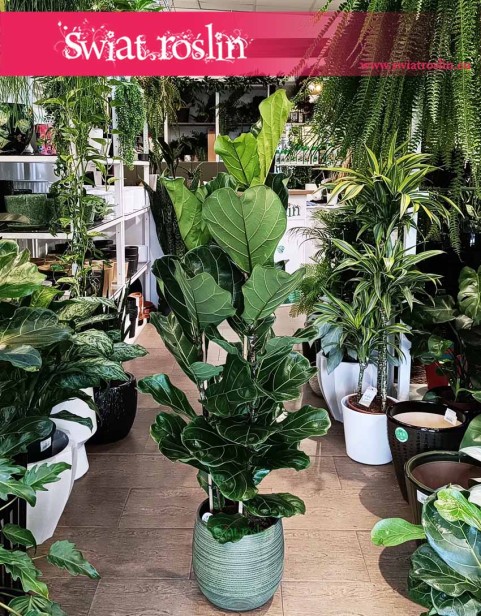 Fikus Dębolistny, Ficus Lyrata, Fikus Lyrata do kupienia z dostawą pod drzwi