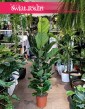 Fikus Lyrata, figowiec lirolistny, fikus dębolistny, Ficus Lyrata