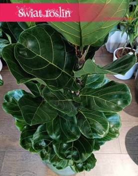 Fikus Lyrata, figowiec lirolistny, fikus dębolistny, Ficus Lyrata do kupienia w sklepie z roślinami online