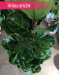 Fikus Lyrata, figowiec lirolistny, fikus dębolistny, Ficus Lyrata do kupienia w sklepie z roślinami online