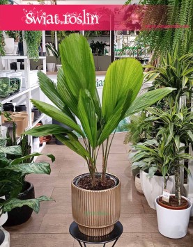 Likuala Wielka, Licuala Grandis, Wachlarzownica Wyniosła