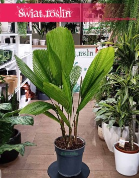 Likuala Wielka, Licuala Grandis, Wachlarzownica Wyniosła sklep z roślinami online wysyłka