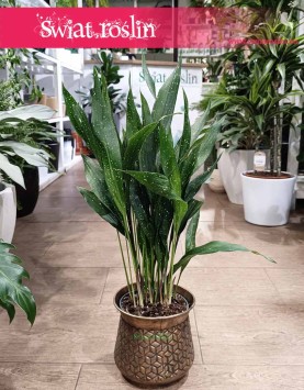 Duża Aspidistra Elatior Milky Way, Żelazny liść, Wielka Aspidistra Milky Way