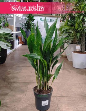 Duża Aspidistra Elatior Milky Way, Żelazny liść, Wielka Aspidistra Milky Way sklep z roślinami internetowy online
