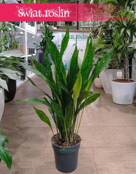 Wielka Aspidistra Elatior Milky Way, Żelazny liść, Duża Aspidistra Milky Way modne rośliny sklep online internetowy