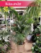 Wielka palma Areka Żółtawa, duża palma Areca Lutescens Dypsis, sklep z roślinami
