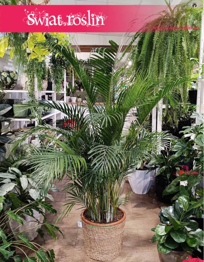 Wielka palma Areka Żółtawa, duża palma Areca Lutescens Dypsis, Palma sklep Kraków, sklep online