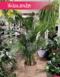 Wielka palma Areka Żółtawa, duża palma Areca Lutescens Dypsis, Palma sklep Kraków, sklep online