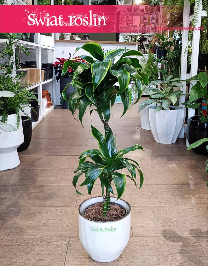 Dracena Wonna Dorado, Dracaena Fragrans Dorado, Dracena Wonna