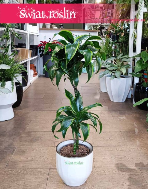 Dracena Wonna Dorado, Dracaena Fragrans Dorado, Dracena Wonna