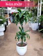 Dracena Wonna Dorado, Dracaena Fragrans Dorado, Dracena Wonna