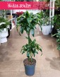 Dracena Wonna Dorado sklep internetowy online, Dracaena Fragrans Dorado wysyłka, Dracena Wonna