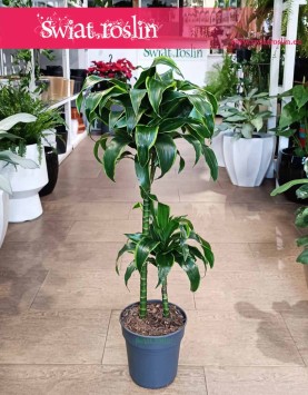 Dracena Wonna Dorado, Dracaena Fragrans Dorado, Dracena Wonna, popularne rośliny doniczkowe, sklep online