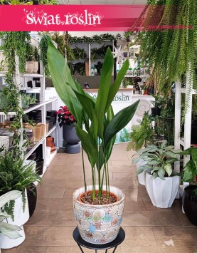 Duża Aspidistra Wyniosła, Wielka Aspidistra Elatior, Duża Żelazna Roślina