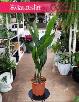 Duża Aspidistra Elatior, Wielka Aspidistra Wyniosła, Duża Żelazna Roślina