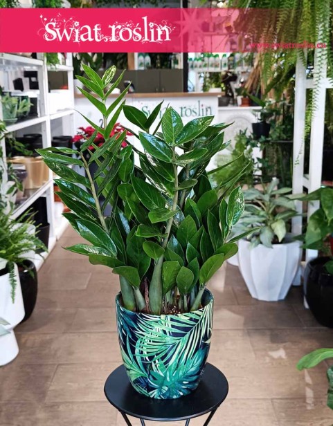 Zamiokulkas Zamiolistny, Zamioculcas Zamiifolia