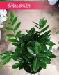 Zamiokulkas Zamiolistny do kupienia online z dostawą, Zamioculcas Zamiifolia