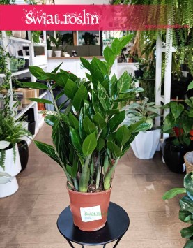 Zamiokulkas Zamiolistny kup w sklepie internetowym z wysyłką, Zamioculcas Zamiifolia