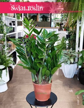 Zamioculcas Zamiolistny, Zamiokulkas Zamiifolia