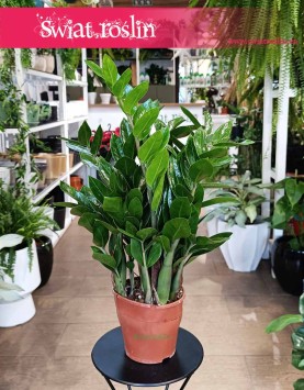 Zamioculcas Zamiolistny, Zamiokulkas Zamiifolia kup w sklepie internetowym online