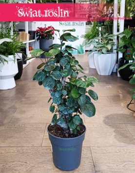 Duży Polyscias Fabian do biura lub do firmy do kupienia w Krakowie z dostawą pod dom, Wielka Aralia Fabian