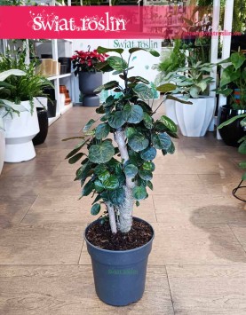 Duży Polyscias Fabian, Wielka Aralia Fabian roślina jak bonzai do biura do firmy do mieszkania