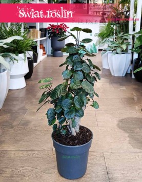 Wielki Polyscias Fabian kup w Krakowie w sklepie stacjonarnym , Wielka Aralia Fabian z dostawą
