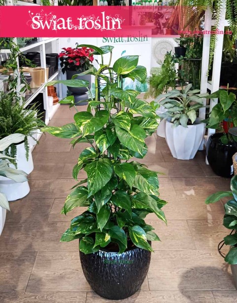 Epipremnum Złociste na kracie, Scindapsus złocisty na kracie, Scindapsus Aureum na kracie