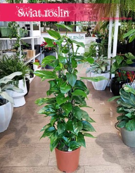 Scindapsus Aureum na kracie, Epipremnum Aureum na kracie, Ołustek - na kracie do biura łatwy w uprawie