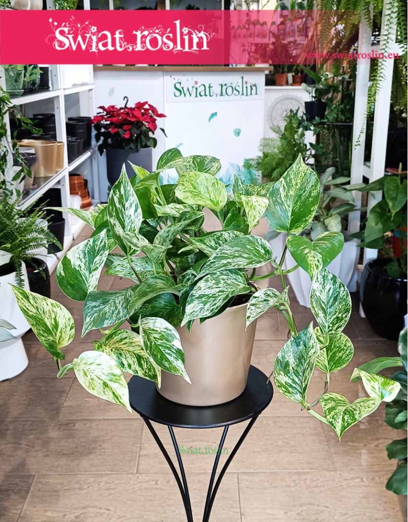 Wielki Scindapus Marble Queen, Duże Epipremnum Marble Queen