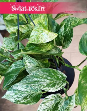 Wielki Scindapus Marble Queen do kupienia z dostawą, Duże Epipremnum Marble Queen