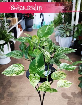 Wielki Scindapus Marble Queen kup w sklepie internetowym online, Duże Epipremnum Marble Queen