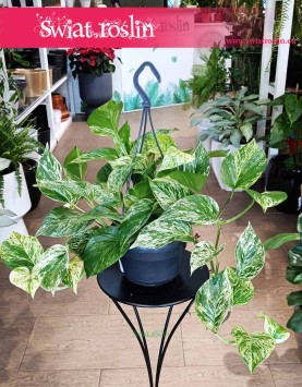 Wielki Scindapus Marble Queen kup w Krakowie lub online z dostawą, Duże Epipremnum Marble Queen