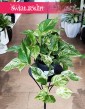 Wielkie Epipremnum Marble Queen, Duży Scindapsus Marble Queen