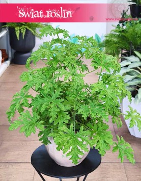 Geranium, Geranium lecznicze, Anginka, Anginowiec, Pelargonia Pachnąca, Pelargonium Graveolens