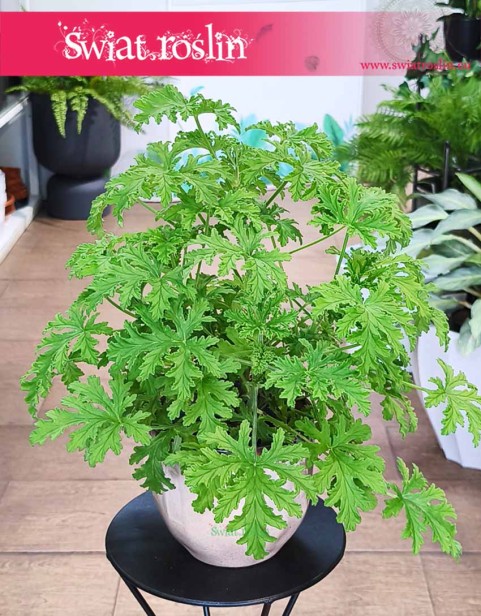 Geranium, Geranium lecznicze, Anginka, Anginowiec, Pelargonia Pachnąca, Pelargonium Graveolens