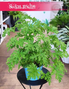 Geranium do kupienia online , Geranium lecznicze, Anginka, Pelargonia Pachnąca