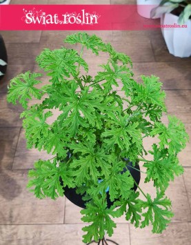 Geranium do w sklepie w Krakowie , Geranium lecznicze, Anginka, Pelargonia Pachnąca