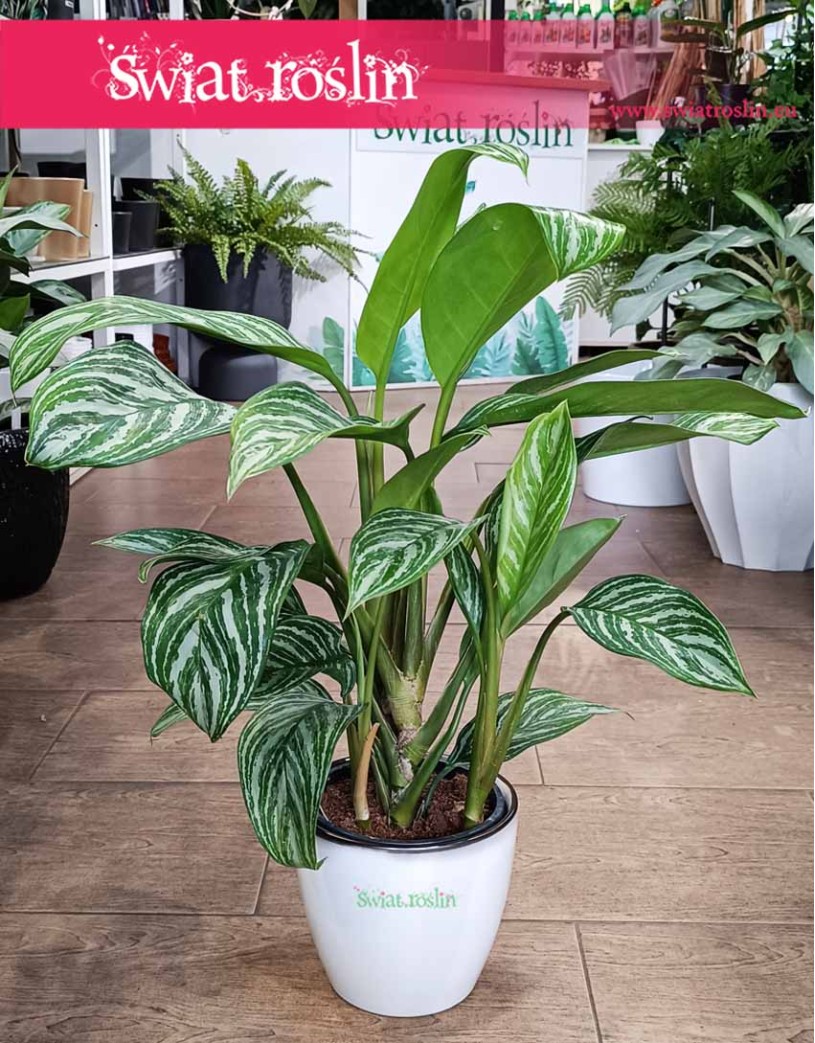 Aglaonema Stripes, Aglonema Stripes