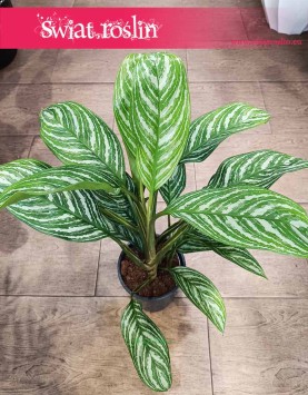 roślina z leona zawodowca Aglaonema Stripes, Aglonema Stripes