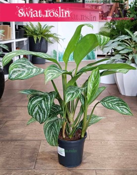 Aglaonema Stripes, Aglonema Stripes łatwa w uprawie roslina oczyszcająca powietrze do kupienia internetowo online