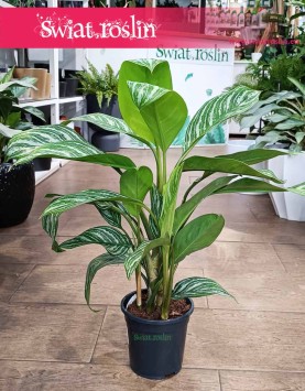 Aglaonema Stripes kup internetowo online z dostawą lub w Krakowie stacjonarnie, Aglonema Stripes