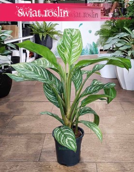 Aglaonema Stripes roslina z filmu leon zawodowiec, Aglonema Stripes oczyszczająca powietrze