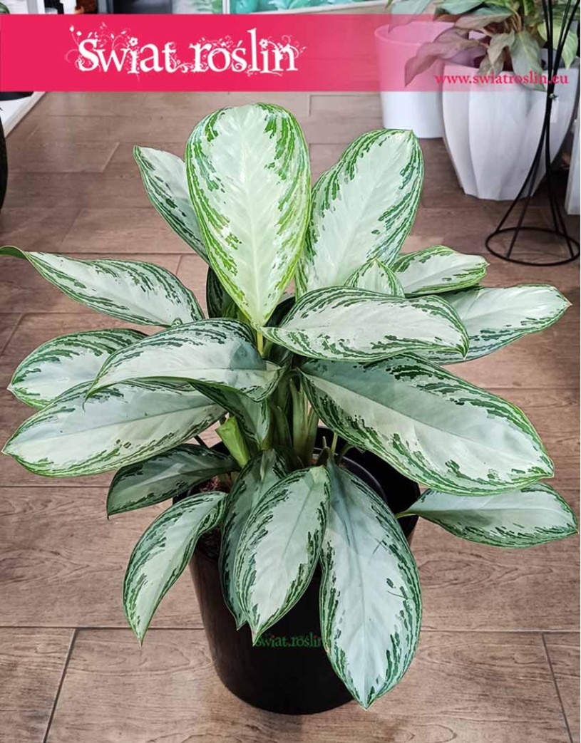 Duża Aglonema Silver Bay, Wielka Aglaonema Silver Bay roślina do domu do mieszkania łatwa w uprawie kup online